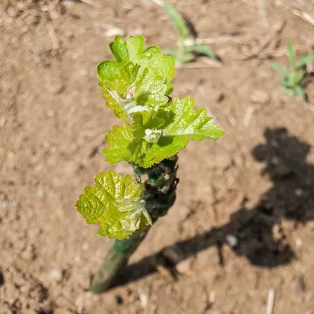 ファームステイ La Costa Fattoria Sociale Sarcedo