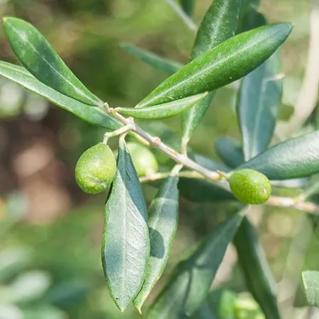 La Costa Fattoria Sociale ファームステイ Sarcedo