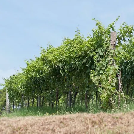La Costa Fattoria Sociale Sarcedo