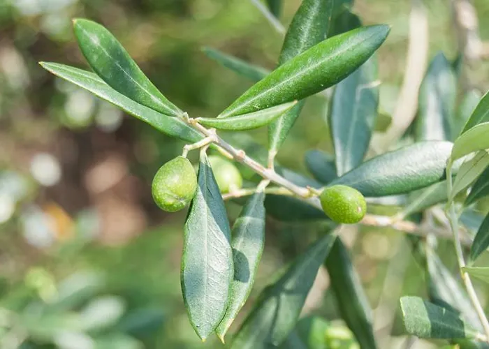La Costa Fattoria Sociale Agroturismo Sarcedo